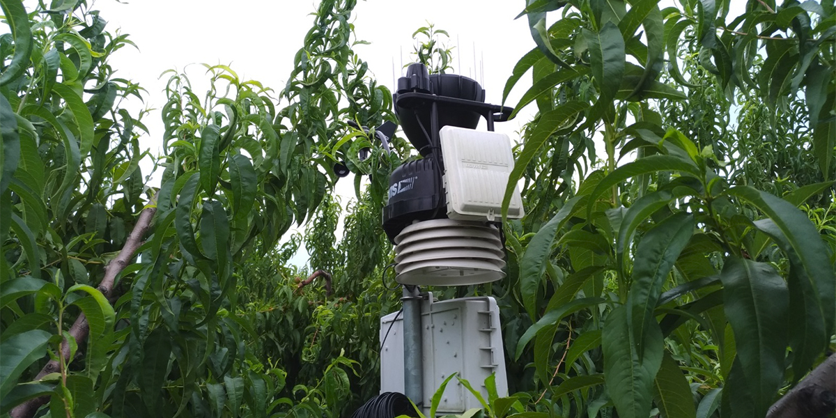 Orticoltura sempre più smart & green con il progetto Figaro